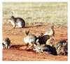 Managing rabbits