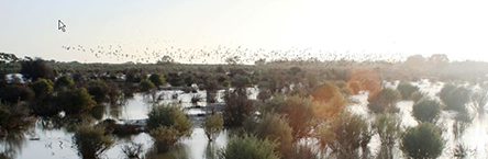 Hay wetlands showcased