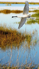 Hay wetlands showcased